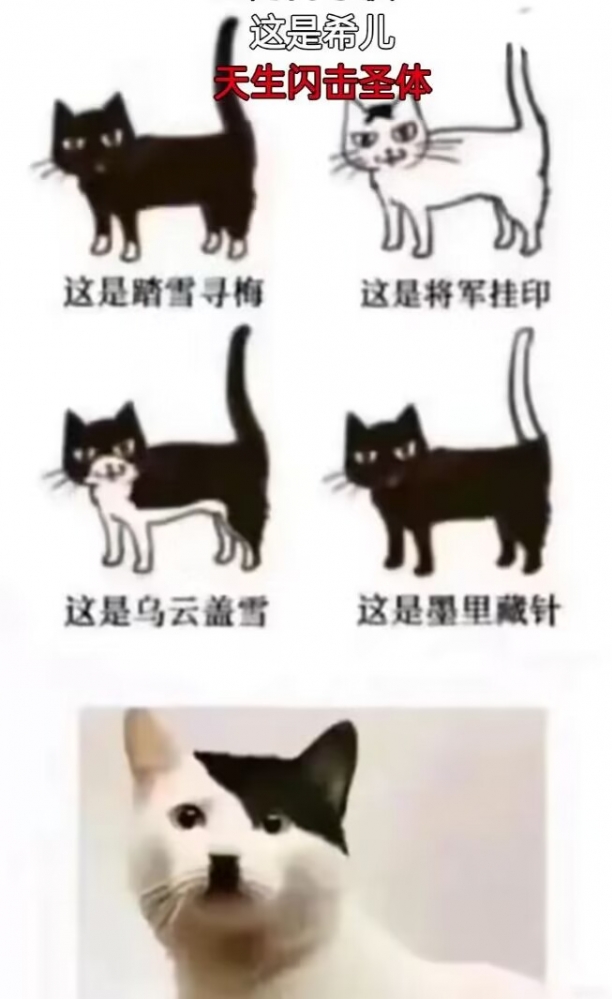 希儿：快乐的猫猫