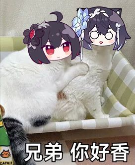 希儿猫猫