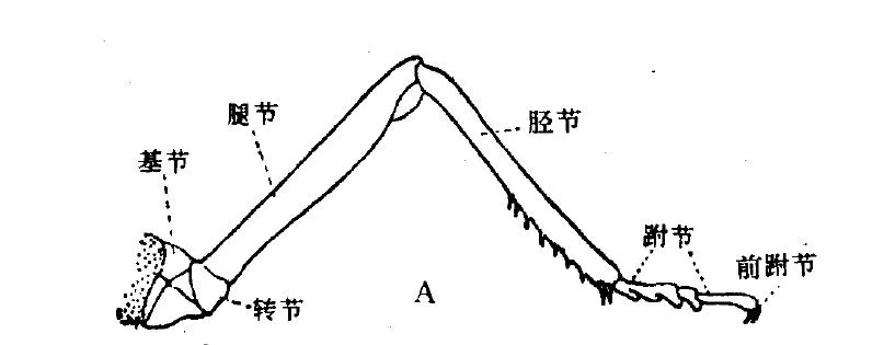 昆虫的脚