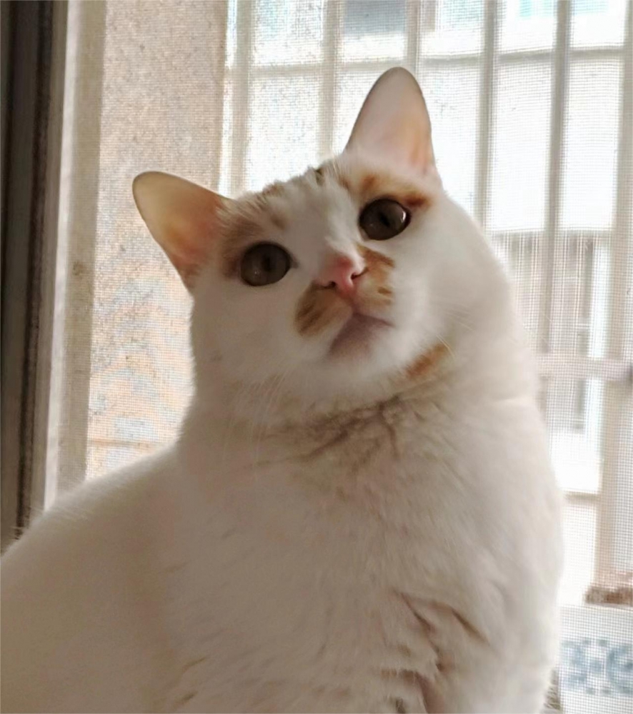 �ĺ�